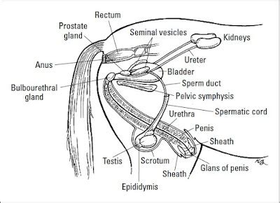 horse cock facts|Male Reproductive Tract